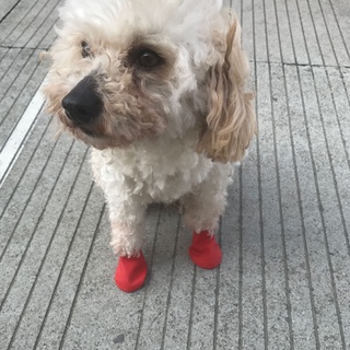 RINDU 4 piezas botas de mascotas antideslizantes suministros para mascotas impermeables perro antideslizante zapatos de lluvia para exteriores (5)