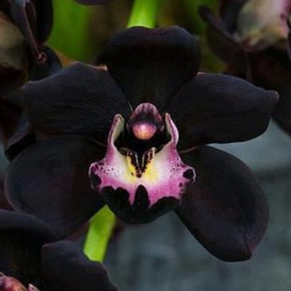 10 pzs semillas raras de flores de orquídea faberi negras cymbidium hogar jardín bonsai decoración (2)