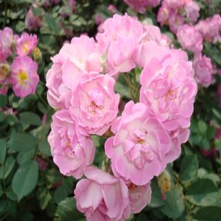 aprox. 100 pzas semillas de rosas multiflora trepadoras para jardín balcón patio trasero ogzt (6)