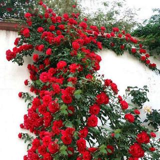 aprox. 100 pzas semillas de rosas multiflora trepadoras para jardín balcón patio trasero ogzt (1)