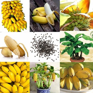 100Pcs Rare Dwarf Banana Tree Seeds Mini Bonsai Seed Exotic Home Garden Plants