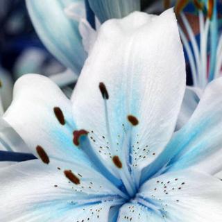 50 piezas de partículas de lirio azul semillas de balcón decoración del hogar jardín fácil de cultivar planta l2ql (8)