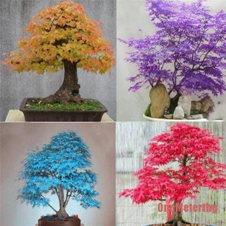 20 unids/ bolsa bonsai azul arce árbol semillas bonsai árbol semillas h3ty (1)
