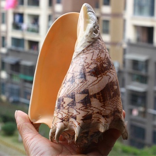 1pc nuevo 15-17cm grande concha Natural concha tanque de peces decoración del hogar adornos ☆pxmall