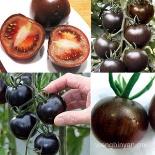 100 Unids/Bolsa Semillas Raras Tomate Negro Cereza Ruso Reliquia Semilla Vegetal Mini Tomates Xbla