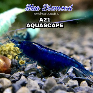 Ornamental azul diamante camarones acuario y Aquascape adorno