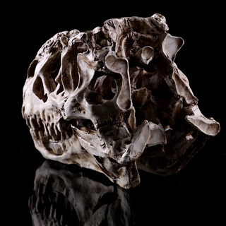 Fossil [Jinkeqcool] resina artesanía dinosaurio diente cráneo fósil enseñanza esqueleto modelo de Halloween decoración (4)