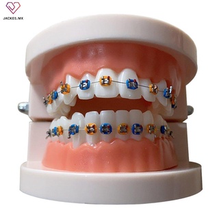 modelo de dientes portátil materiales dentales modelo de ortodoncia equipo dental