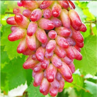 10 pzs semillas de uva dedo raras semillas de fruta avanzada crecimiento natural uva deliciosa ec7k