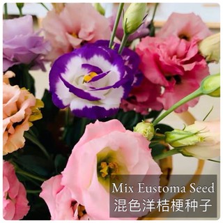 50pcs 【Ready Stock】SD02 Mix Colour Eustoma Flower Seed Benih BungaWarna Campuran Eustoma Benih (3)