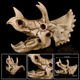 FOSSIL Nueva resina Triceratops dinosaurio cráneo réplica fósil esqueleto modelo Craft Display BjFranchise (1)