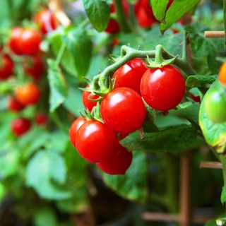 enano arbusto cereza tomates semillas para plantar alrededor de 20 semillas... jc4j (2)