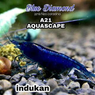 Camarones ornamentales en el acuario azul diamante y adornos Aquascape