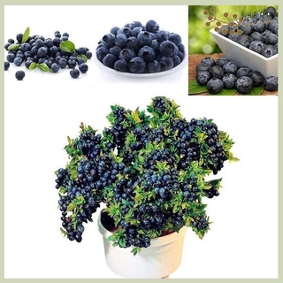 100Pcs Blueberry Tree Seed Fruit Blueberry Seed Potted Bonsai Seeds Plant wEfY