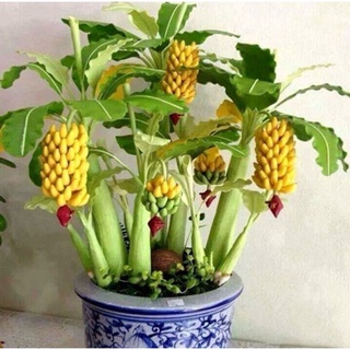 100 semillas raras enanas de árbol de plátano mini bonsai semillas exóticas plantas de jardín para el hogar kdtl