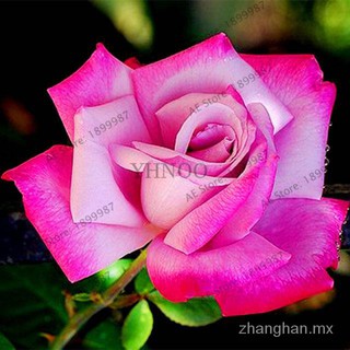 Semillas De Rosas Para Jardín Planta De Jardinería 10Pcs Frescas Raras Flor Hogar # SH20 uFrt
