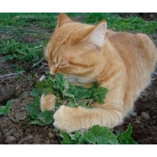 juego de 50 plantas aromáticas de menta para gatos, semillas de catnip, semillas de plantas aromáticas semillas de hierbas para el jardín del hogar