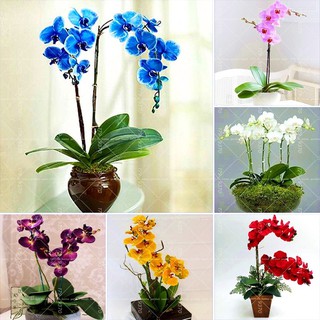 10 pzs semillas de orquídeas bonsai/semillas de flores para jardín del hogar (1)