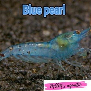 Camarones ornamentales azul perla aquascape acuario