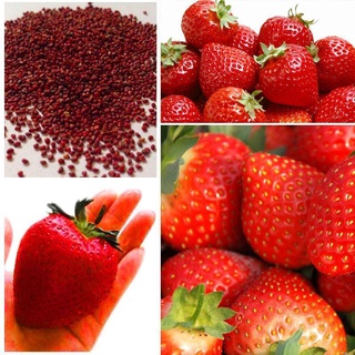 200 pzs semillas de fresa supersweet nutritivas/semillas de frutas/verduras/semillas de fresa