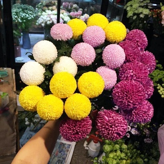 10pcsPing-Pong Crisantemo Semillas De Cuatro Estaciones Floración Fácil De Vivir Flor j5vx (1)