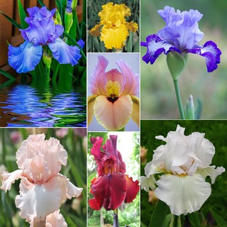 50pcs Rare Iris, Iris Seeds, Bonsai Flower Seeds, Heirloom Iris Tectorum Perennial Flower Seeds, Plant for Home Garden