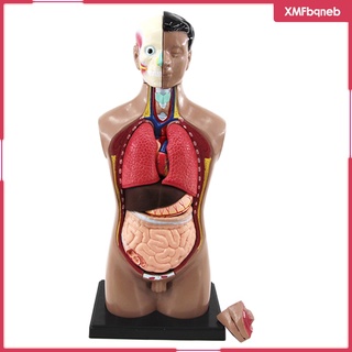 [xmfbqneb] modelo de torso humano de pvc, modelo anatómico, herramienta de enseñanza de órganos internos, modelo educativo de aprendizaje para estudio en aula (1)