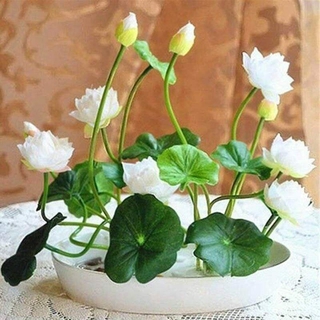 5 pzs semillas de flor de loto raras 6 plantas de agua bonsái jardín hidropónico pecb (3)