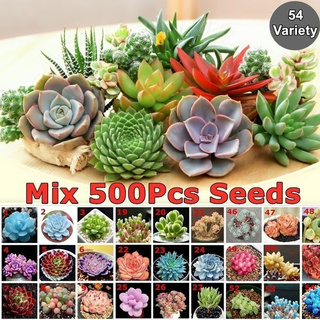 500 unids/bolsa mezclada raras semillas de belleza suculentas fácil de cultivar semillas de flores en maceta bonsai semillas para hogar y jardín mezcla colorr1 9yxo (1)