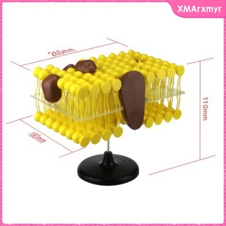 [xmarxmyr] Plasma Cell Membrane Lipid Bilayer Phospholipid Structure Fluid Mosaic Model, has a movable protein molecule for free