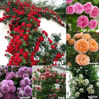 10 pzs semillas de rosas trepadoras/semillas de flores perennes/rosas rojas/amarillos 0scb