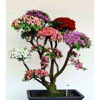 10 Sementes / Pacote Semente De Flor Ornamental Bonsai Rhododendron Kug8 oF9I