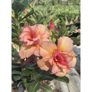 adenium obesum semillas 1pcs rosa del desierto rara tailandia semillas de flores para el hogar jardín planta fácil de cultivar g4jo (3)