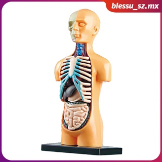 [12] cuerpo humano torso modelo herramientas juguetes de aprendizaje kits de laboratorio grados 3+ edades 7+