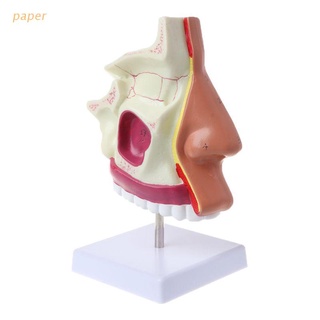papel humano cavidad nasal modelo de anatomía médica cavidad nariz estructura para ciencias aula estudio exhibición enseñanza