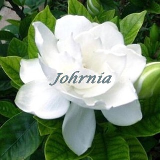 Johrnia 2 semillas de flores de placa de vidrio - Gardenia Cape Jasmine (1)