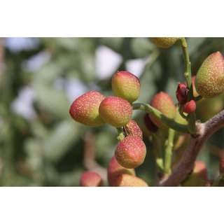 5 pzs semillas de flores rojas de pistacho árbol de pistacho de pistacia vera, semillas de frutas (7)