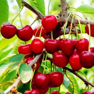 10Pcs Cherry Seeds Organic Seeds Fruit Seeds Bonsai Tree High Seed In The Garden (8)