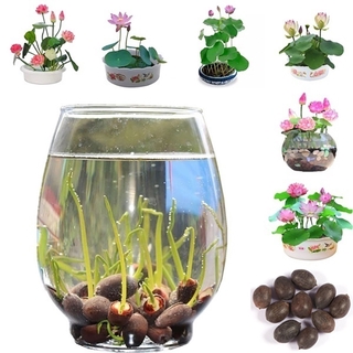 10/20/30 Pcs/bag Bonsai Flower Lotus Seeds Flower for Summer 100% Real Bowl Lotus Pots (1)