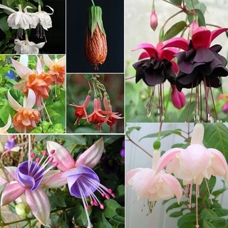 100 Sementes De Flores Fú @ @ C @ @ Sia Pçs / Saco Leia Estoque Lanterna Flor, Sementes De Flor Bonsai, Planta Para Ho Oi5G 0re6 (1)