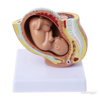 sut 9o mes bebé feto feto embarazo embarazo humano desarrollo fetal modelo médico