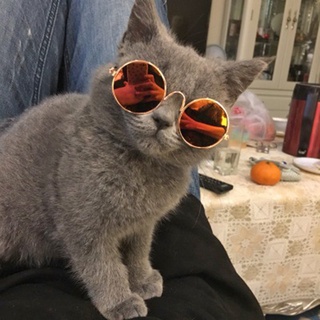 ✿ muñeca Cool gafas de sol para mascotas BJD Blyth American Grils juguete foto Props