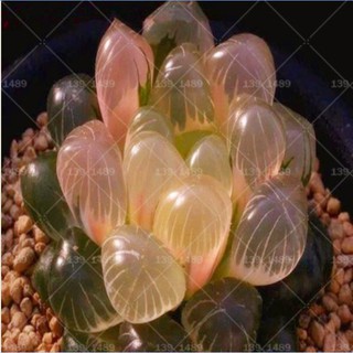 10 Pzs Semillas De Belleza Cristalina Raras Suculentas De Fácil Cultivo Ornamental Q4t2 (6)