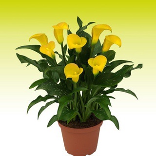 10 pzs semillas de flores raras de lirio de calla/bonsai/planta en maceta/flores perennes/gnjw (7)