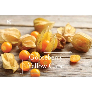 Amarillo Cape Gooseberry Semillas-100 * Pot Friendly *-Mango Garden x8u0