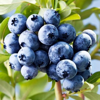 50pcs Top Hat Dwarf Lowbush Blueberry Plant Seeds Organic Fruit--Fruit seeds