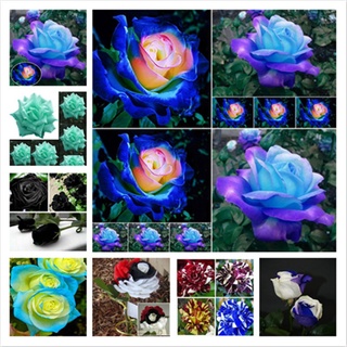 50 Pcs Rainbow Rose Jardim Bonsai Raro Plantas Bonitas Flores De Alta Sementes De Sobrevivência Bonsai 8nau 706A