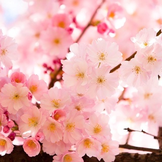 50pcs Bonsai Tree Sakura Seeds Flower Blossoms Home Garden Yard Balcony Decoration (6)