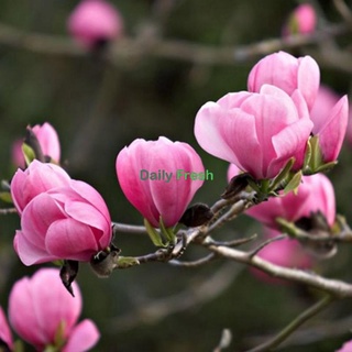 Fragnante Magnolia Flor Sementes (Em Estoque) Benih Bunga Magnolia Planta De Jardim Em Vaso Ao Ar Livre E HUuT