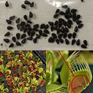 100 pzs semillas carnívoras de venus/moscas/muscipula/ceóvora/semillas de flores atrapan plantas de insectos (5)